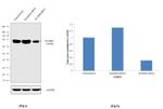 LIMP2 Antibody