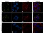 DNAJC13 Antibody in Immunocytochemistry (ICC/IF)