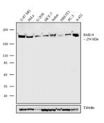 DNAJC13 Antibody in Western Blot (WB)