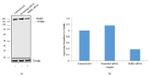 DNAJC13 Antibody