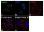 DNAJC13 Antibody in Immunocytochemistry (ICC/IF)