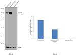 SPG11 Antibody