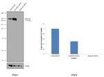 SPG11 Antibody in Western Blot (WB)