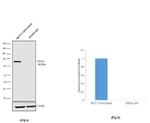 DNM1L Antibody