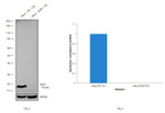 SOD1 Antibody in Western Blot (WB)