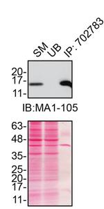 SOD1 Antibody in Immunoprecipitation (IP)