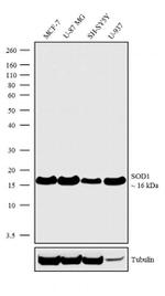 SOD1 Antibody in Western Blot (WB)