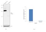 Parkin Antibody in Western Blot (WB)