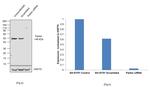 Parkin Chimeric Antibody in Western Blot (WB)