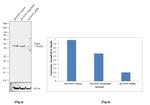 Parkin Antibody