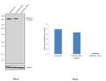 DENND5A Antibody in Western Blot (WB)