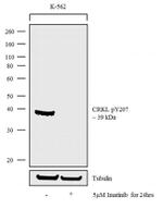 Phospho-CrkL (Tyr207) Antibody