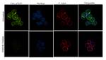 Phospho-CrkL (Tyr207) Antibody in Immunocytochemistry (ICC/IF)