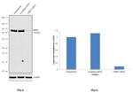 UHRF1 Antibody in Western Blot (WB)