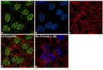 Cdc5L Antibody in Immunocytochemistry (ICC/IF)