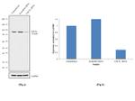 Cdc5L Antibody