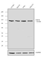 Cdc5L Antibody in Western Blot (WB)