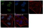 OCT1 (POU2F1) Antibody in Immunocytochemistry (ICC/IF)