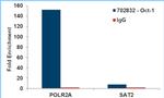 OCT1 (POU2F1) Antibody