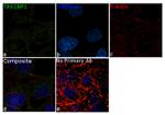 TAX1BP1 Antibody in Immunocytochemistry (ICC/IF)