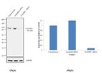 TAX1BP1 Antibody in Western Blot (WB)