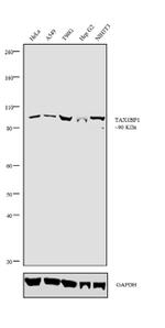 TAX1BP1 Antibody in Western Blot (WB)