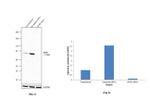 eIF4B Antibody in Western Blot (WB)