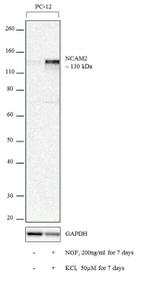 NCAM2 Antibody