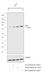 CD6 Antibody in Western Blot (WB)