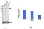 ADNP Antibody in Western Blot (WB)