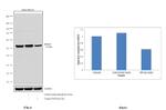 BHLHE41 Antibody in Western Blot (WB)