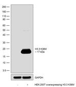 H3.3 K36M oncohistone mutant Antibody in Western Blot (WB)