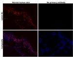 Lamin B1 Antibody in Immunohistochemistry (Paraffin) (IHC (P))