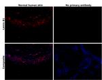 Lamin B1 Antibody in Immunohistochemistry (Paraffin) (IHC (P))