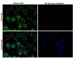 Lamin B1 Antibody in Immunohistochemistry (Paraffin) (IHC (P))