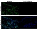 Lamin B1 Antibody in Immunohistochemistry (Paraffin) (IHC (P))