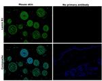 Lamin B1 Antibody in Immunohistochemistry (Paraffin) (IHC (P))