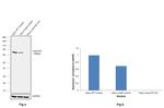 Lamin B1 Antibody