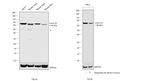 Lamin B1 Antibody in Western Blot (WB)