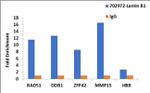 Lamin B1 Antibody in ChIP Assay (ChIP)