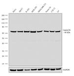 Lamin B1 Antibody in Western Blot (WB)