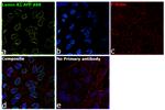 Lamin B1 Antibody in Immunocytochemistry (ICC/IF)