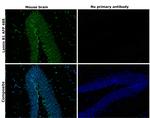 Lamin B1 Antibody in Immunohistochemistry (Paraffin) (IHC (P))