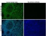 Lamin B1 Antibody in Immunohistochemistry (Paraffin) (IHC (P))