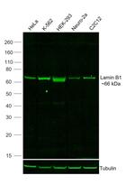 Lamin B1 Antibody in Western Blot (WB)