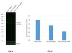 Lamin B1 Antibody in Western Blot (WB)