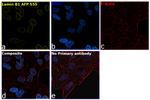 Lamin B1 Antibody in Immunocytochemistry (ICC/IF)