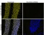 Lamin B1 Antibody in Immunohistochemistry (Paraffin) (IHC (P))