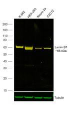 Lamin B1 Antibody in Western Blot (WB)