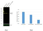 Lamin B1 Antibody in Western Blot (WB)